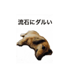 日常会話で使えるミニチュアダックスフント（個別スタンプ：8）