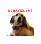 日常会話で使えるミニチュアダックスフント（個別スタンプ：9）