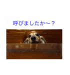 日常会話で使えるミニチュアダックスフント（個別スタンプ：11）