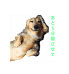 日常会話で使えるミニチュアダックスフント（個別スタンプ：12）