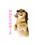 日常会話で使えるミニチュアダックスフント（個別スタンプ：13）