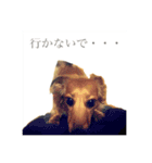 日常会話で使えるミニチュアダックスフント（個別スタンプ：14）