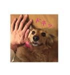 日常会話で使えるミニチュアダックスフント（個別スタンプ：16）