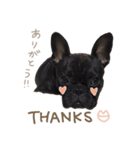 UGGfrenchbulldog1（個別スタンプ：1）
