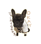 UGGfrenchbulldog1（個別スタンプ：2）