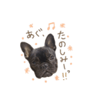 UGGfrenchbulldog1（個別スタンプ：5）