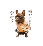 UGGfrenchbulldog1（個別スタンプ：7）