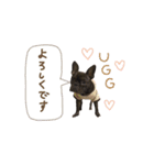 UGGfrenchbulldog1（個別スタンプ：8）