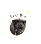 UGGfrenchbulldog1（個別スタンプ：9）