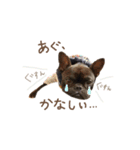 UGGfrenchbulldog1（個別スタンプ：11）