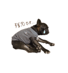 UGGfrenchbulldog1（個別スタンプ：12）