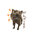 UGGfrenchbulldog1（個別スタンプ：13）