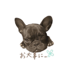 UGGfrenchbulldog1（個別スタンプ：14）
