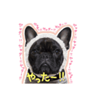 UGGfrenchbulldog1（個別スタンプ：15）