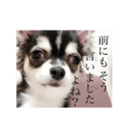 黒チワワのライ君（個別スタンプ：1）