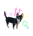 黒チワワのライ君（個別スタンプ：3）