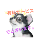 黒チワワのライ君（個別スタンプ：4）