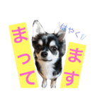 黒チワワのライ君（個別スタンプ：5）
