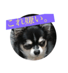 黒チワワのライ君（個別スタンプ：15）