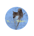 豆柴犬しえるさま 2（個別スタンプ：7）