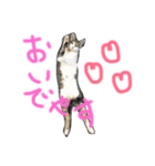 おらいのゆるねこ（個別スタンプ：1）