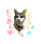 おらいのゆるねこ（個別スタンプ：2）