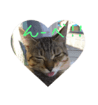 おらいのゆるねこ（個別スタンプ：3）