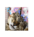 おらいのゆるねこ（個別スタンプ：4）