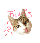 おらいのゆるねこ（個別スタンプ：7）