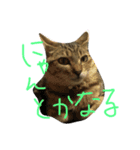 おらいのゆるねこ（個別スタンプ：8）