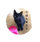 にゃーもんず（個別スタンプ：7）