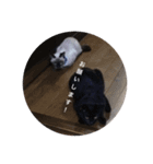 にゃーもんず（個別スタンプ：8）