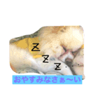 モコすたいる（個別スタンプ：3）