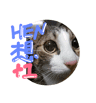 表情が豊かな猫のはなちゃん（個別スタンプ：1）