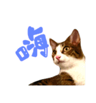 表情が豊かな猫のはなちゃん（個別スタンプ：2）