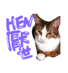 表情が豊かな猫のはなちゃん（個別スタンプ：3）