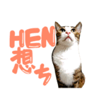 表情が豊かな猫のはなちゃん（個別スタンプ：4）
