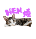 表情が豊かな猫のはなちゃん（個別スタンプ：6）