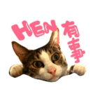表情が豊かな猫のはなちゃん（個別スタンプ：7）