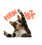 表情が豊かな猫のはなちゃん（個別スタンプ：8）