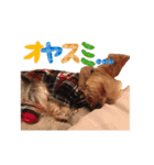 THE DOGS SPECIAL lalala（個別スタンプ：4）