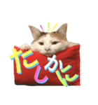 はまちとぽんずの日常2（個別スタンプ：4）