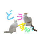 はまちとぽんずの日常2（個別スタンプ：6）