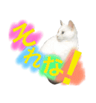 はまちとぽんずの日常2（個別スタンプ：9）