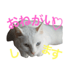 はまちとぽんずの日常2（個別スタンプ：18）