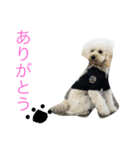 私のトイプードルのスタンプ（個別スタンプ：4）
