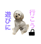 私のトイプードルのスタンプ（個別スタンプ：6）