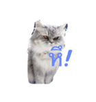 meaw neko（個別スタンプ：1）