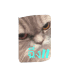 meaw neko（個別スタンプ：4）