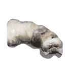 meaw neko（個別スタンプ：8）